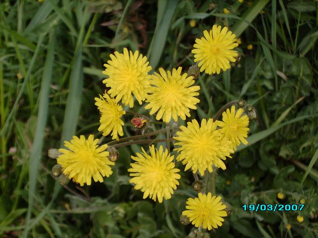 Fleurs du soleil